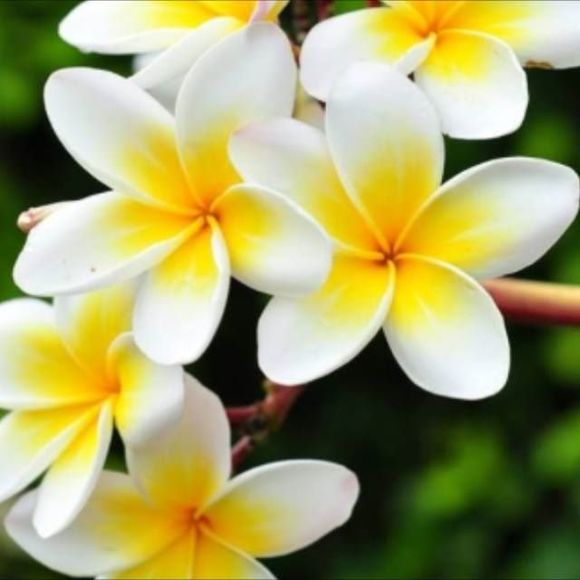 Meet your Posher, Chita - Picture 1 of 1